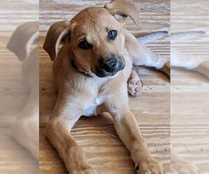 Boxador Dogs for adoption in Alexandria, VA, USA