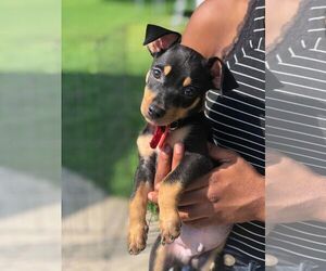 Chiweenie Dogs for adoption in Mankato, MN, USA