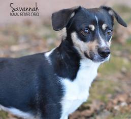 Chiweenie Dogs for adoption in Cheyenne, WY, USA