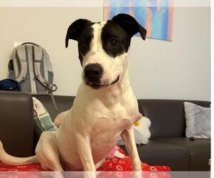 American Pit Bull Terrier-Border Collie Mix Dogs for adoption in Orlando, FL, USA