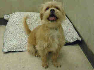 Cairn Terrier Dogs for adoption in Orange, CA, USA