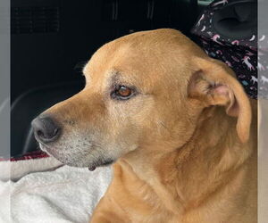 Medium Photo #6 Labrador Retriever-Rhodesian Ridgeback Mix Puppy For Sale in Lake Forest, CA, USA