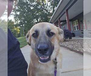 German Shepherd Dog-Unknown Mix Dogs for adoption in La Grange , NC, USA