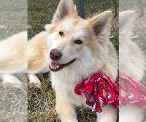 Huskies -Unknown Mix Dogs for adoption in San Leon, TX, USA