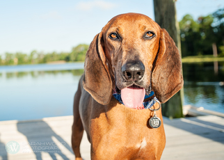 Medium Photo #1 Redbone Coonhound Puppy For Sale in Palm Harbor, FL, USA