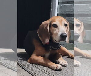 Beagle Dogs for adoption in Tampa, FL, USA