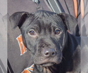 Chinese Shar-Pei-Unknown Mix Dogs for adoption in Huntley, IL, USA