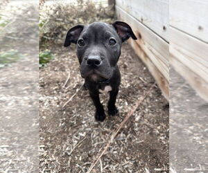 American Staffordshire Terrier-Boxer Mix Dogs for adoption in MIDWAY, UT, USA