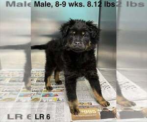 Colonial Cocker Spaniel-Unknown Mix Dogs for adoption in Brewster, NY, USA