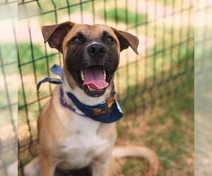Black Mouth Cur Dogs for adoption in San Antonio, TX, USA