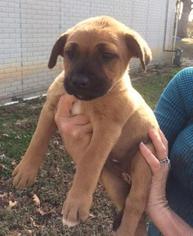 Medium Photo #1 Boxer Puppy For Sale in Danbury, CT, USA