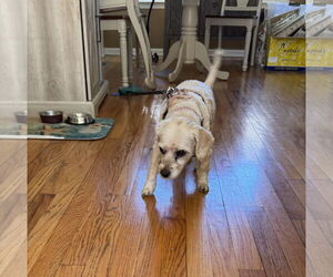 Cockapoo (Toy) Dogs for adoption in Jackson Township, NJ, USA