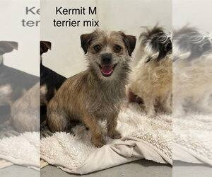 Mutt Dogs for adoption in Studio City, CA, USA