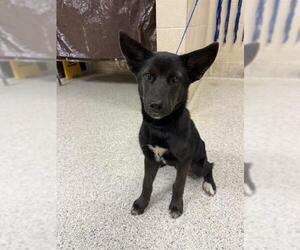 German Shepherd Dog-Unknown Mix Dogs for adoption in Conroe, TX, USA