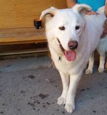 Pyrenees Husky Dogs for adoption in Whitewright, TX, USA
