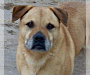 American Staffordshire Terrier-Labrador Retriever Mix Dogs for adoption in Peralta, NM, USA