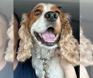 Cocker Spaniel Dogs for adoption in San Bernardino , CA, USA