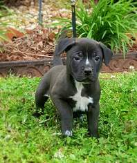 Labrador Retriever Dogs for adoption in Social Circle, GA, USA