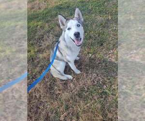 - Mix Dogs for adoption in New York, NY, USA