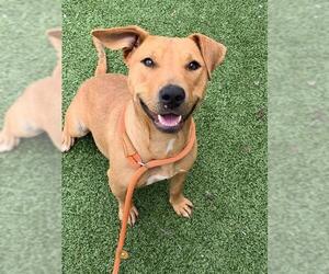 American Pit Bull Terrier-Unknown Mix Dogs for adoption in Fayetteville, NC, USA