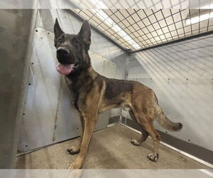 Mutt Dogs for adoption in San Bernardino, CA, USA