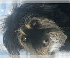 Lhasa Apso-Unknown Mix Dogs for adoption in Anchorage, AK, USA
