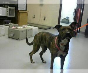 Mutt Dogs for adoption in Fayetteville, NC, USA