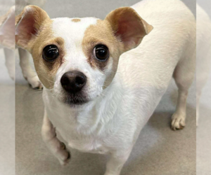 Chihuahua-Unknown Mix Dogs for adoption in Cranston, RI, USA