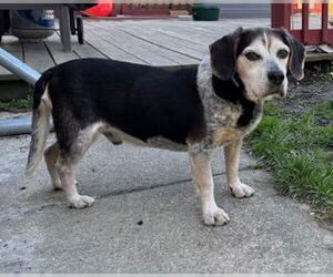 Beagle Dogs for adoption in Virginia Beach, VA, USA