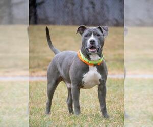 American Pit Bull Terrier Dogs for adoption in Derwood, MD, USA