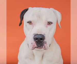 American Bulldog Dogs for adoption in Pasadena, CA, USA