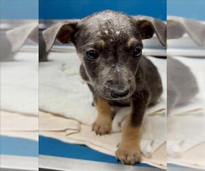 Rottweiler-Weimaraner Mix Dogs for adoption in Conroe, TX, USA