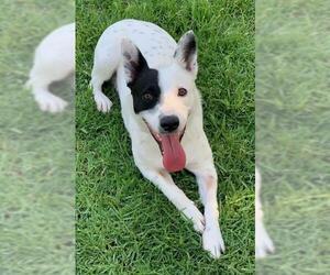 Australian Cattle Dog-Unknown Mix Dogs for adoption in Riverside, CA, USA