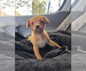 Chihuahua-Unknown Mix Dogs for adoption in Anchorage, AK, USA