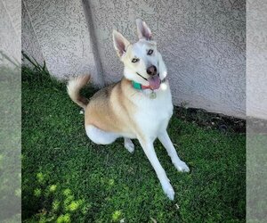 German Shepherd Dog-Huskies  Mix Dogs for adoption in phoenix, AZ, USA