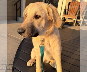 Anatolian Pyrenees Dogs for adoption in Overland Park, KS, USA