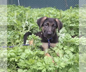 German Shepherd Dog-Unknown Mix Dogs for adoption in Brewster, NY, USA