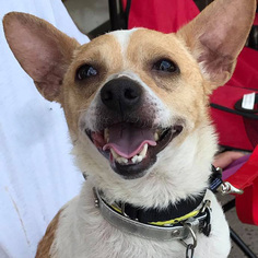 Jack-Rat Terrier Dogs for adoption in Fairfax, VA, USA