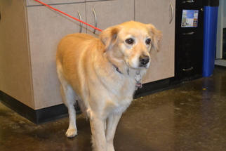 Golden Retriever Dogs for adoption in Rockwall, TX, USA