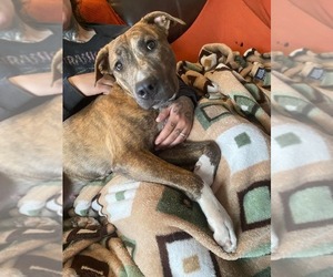 American Pit Bull Terrier-Great Dane Mix Dogs for adoption in Chandler, AZ, USA