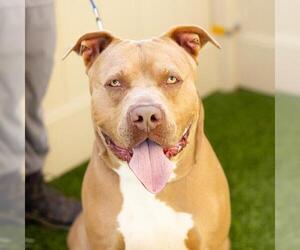 American Pit Bull Terrier Dogs for adoption in Camarillo, CA, USA