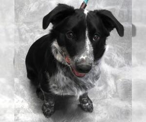 Mutt Dogs for adoption in Thief River Falls, MN, USA