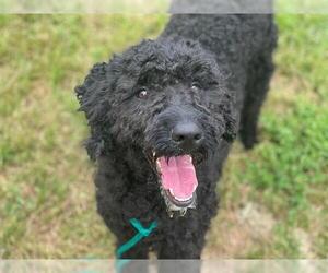 Poodle (Standard) Dogs for adoption in Tulsa, OK, USA
