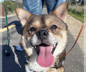 Shiba Inu-Unknown Mix Dogs for adoption in San Ramon, CA, USA