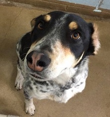 Border Collie Dogs for adoption in Canon City, CO, USA
