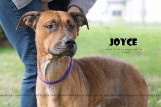 Boxador Dogs for adoption in La Porte, IN, USA