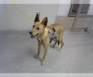 Mutt Dogs for adoption in Pasadena, TX, USA