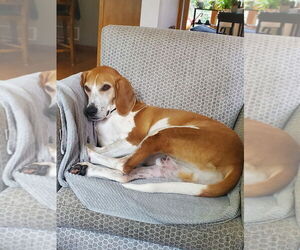 Coonhound Dogs for adoption in Minneapolis, MN, USA