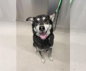 - Mix Dogs for adoption in Fairbanks, AK, USA