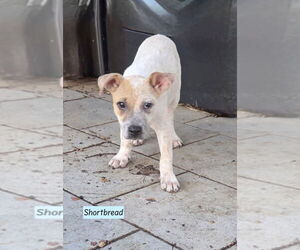 Labrador Retriever-Unknown Mix Dogs for adoption in Brewster, NY, USA